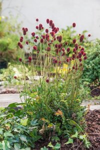 Sanguisorba 'Proud Mary' geen maat specificatie 0,55L/P9cm