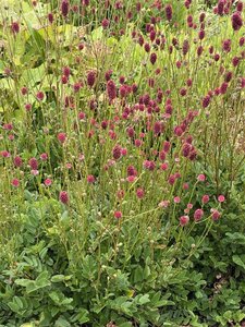 Sanguisorba 'Proud Mary' geen maat specificatie 0,55L/P9cm - afbeelding 1