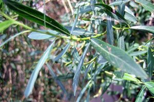 Salix purpurea 'Nana' 40-60 cm cont. 2,0L