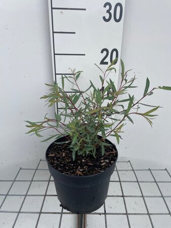 Salix purpurea 'Nana' geen maat specificatie cont. 2,0L - afbeelding 1
