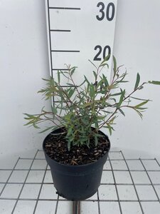 Salix purpurea 'Nana' geen maat specificatie cont. 2,0L - afbeelding 1
