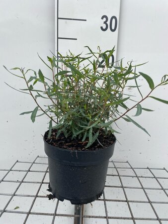 Salix purpurea 'Nana' geen maat specificatie cont. 2,0L - afbeelding 2