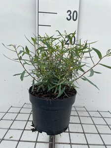 Salix purpurea 'Nana' geen maat specificatie cont. 2,0L - afbeelding 2