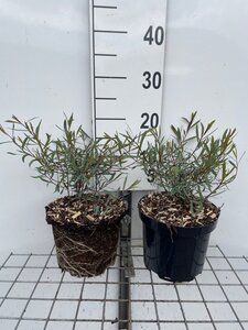 Salix purpurea 'Nana' geen maat specificatie cont. 3,0L
