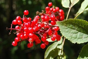 Sambucus racemosa 80-100 cm wortelgoed struik