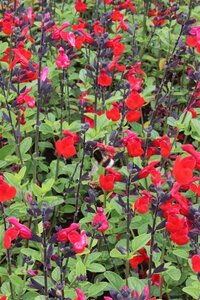 Salvia microphylla 'Royal Bumble' ® geen maat specificatie 0,55L/P9cm
