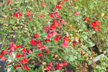 Salvia microphylla 'Royal Bumble' ® geen maat specificatie 0,55L/P9cm - afbeelding 3