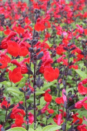 Salvia microphylla 'Royal Bumble' ® geen maat specificatie 0,55L/P9cm - afbeelding 2