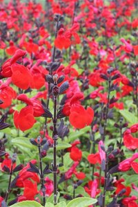 Salvia microphylla 'Royal Bumble' ® geen maat specificatie 0,55L/P9cm - afbeelding 2