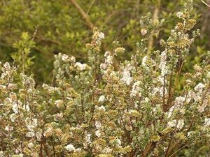 Salix repens 60-100 cm wortelgoed struik
