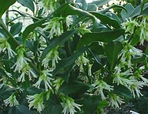 Sarcococca hookeriana 30-40 cm cont. 5,0L
