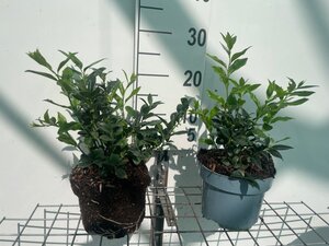 Sarcococca hookeriana geen maat specificatie cont. 2,0L - afbeelding 4