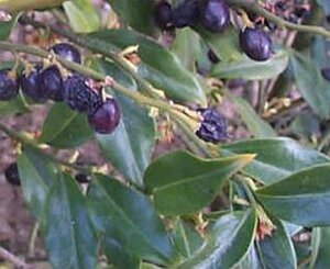 Sarcococca hookeriana geen maat specificatie cont. 2,0L - afbeelding 2