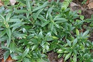 Sarcococca hookeriana geen maat specificatie cont. 2,0L - afbeelding 3