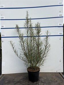 Salix rosmarinifolia 60-80 cm cont. 7,5L - afbeelding 2