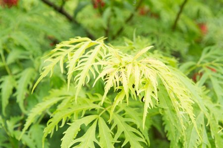 Sambucus racemosa 'Plumosa Aurea' 60-80 cm wortelgoed struik - afbeelding 3
