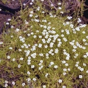 Sagina subulata 'Aurea' geen maat specificatie 0,55L/P9cm