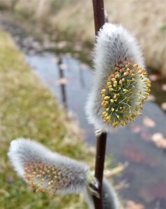 Salix viminalis 100-140 cm wortelgoed struik