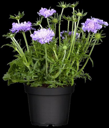 Scabiosa columbaria geen maat specificatie 0,55L/P9cm - afbeelding 1