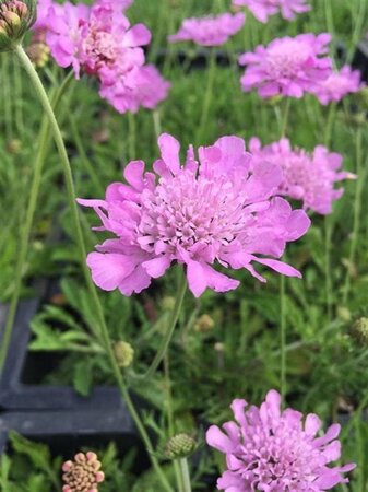 Scabiosa col. 'Pink Mist' geen maat specificatie 0,55L/P9cm - afbeelding 1