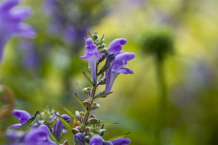 Scutellaria incana geen maat specificatie 0,55L/P9cm - afbeelding 1