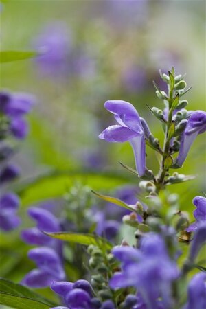 Scutellaria incana geen maat specificatie 0,55L/P9cm - afbeelding 2