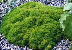 Scleranthus uniflorus geen maat specificatie 0,55L/P9cm