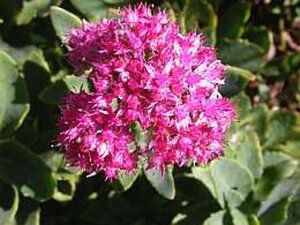 Sedum 'Carl' geen maat specificatie 0,55L/P9cm