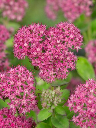 Sedum 'Carl' geen maat specificatie 0,55L/P9cm - afbeelding 8