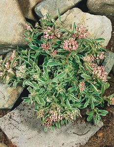 Sedum spurium 'Variegatum' geen maat specificatie 0,55L/P9cm - afbeelding 4