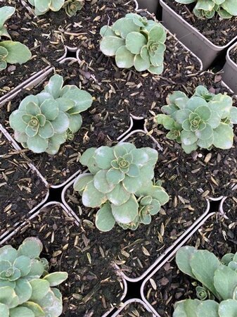 Sedum kamtsch. 'Variegatum' geen maat specificatie 0,55L/P9cm - afbeelding 1