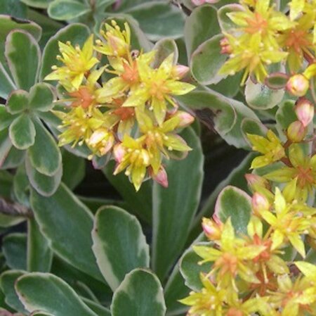 Sedum kamtsch. 'Variegatum' geen maat specificatie 0,55L/P9cm - afbeelding 2