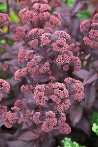 Sedum 'Purple Emperor' geen maat specificatie 0,55L/P9cm