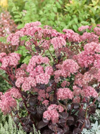 Sedum 'Purple Emperor' geen maat specificatie 0,55L/P9cm - afbeelding 2