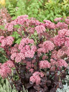 Sedum 'Purple Emperor' geen maat specificatie 0,55L/P9cm - afbeelding 2