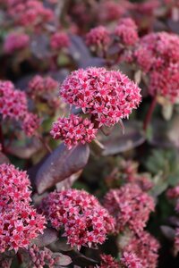 Sedum 'Purple Emperor' geen maat specificatie 0,55L/P9cm - afbeelding 3