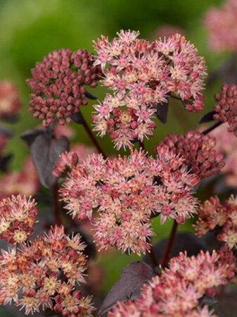 Sedum 'Purple Emperor' geen maat specificatie 0,55L/P9cm - afbeelding 6
