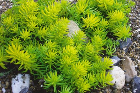 Sedum reflexum 'Angelina' geen maat specificatie 0,55L/P9cm - afbeelding 5