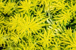 Sedum reflexum 'Angelina' geen maat specificatie 0,55L/P9cm
