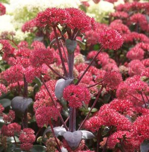 Sedum 'Red Cauli' geen maat specificatie 0,55L/P9cm