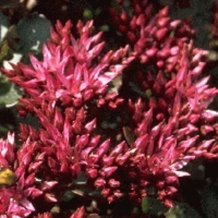 Sedum spurium 'Fuldaglut' geen maat specificatie 0,55L/P9cm - afbeelding 5
