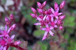Sedum spurium 'Fuldaglut' geen maat specificatie 0,55L/P9cm
