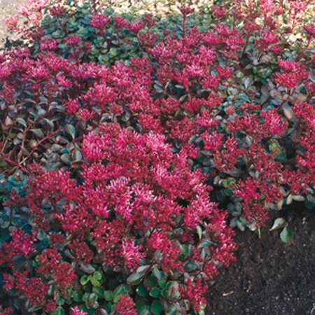 Sedum spurium 'Fuldaglut' geen maat specificatie 0,55L/P9cm - afbeelding 6