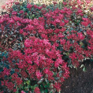 Sedum spurium 'Fuldaglut' geen maat specificatie 0,55L/P9cm - afbeelding 6