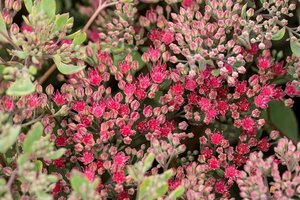 Sedum 'Vera Jameson' geen maat specificatie 0,55L/P9cm - afbeelding 2