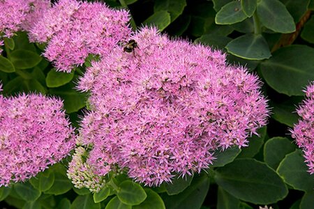 Sedum 'Vera Jameson' geen maat specificatie 0,55L/P9cm - afbeelding 3