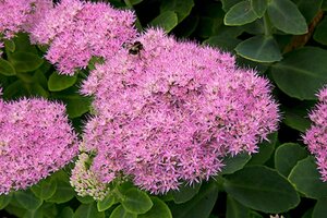 Sedum 'Vera Jameson' geen maat specificatie 0,55L/P9cm - afbeelding 3