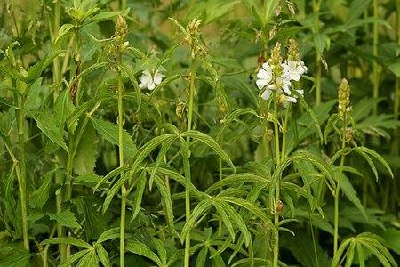Sidalcea candida geen maat specificatie 0,55L/P9cm