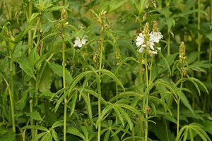 Sidalcea candida geen maat specificatie 0,55L/P9cm