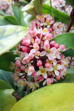 Skimmia j. 'Rubella' = foremanii 20-25 cm cont. 3,0L - afbeelding 1
